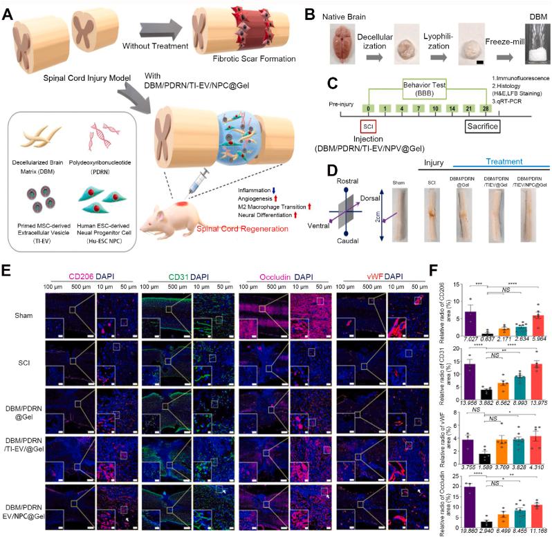 https://cdn.ncbi.nlm.nih.gov/pmc/blobs/a6d4/11179178/ed0479e29a8a/gr7.jpg