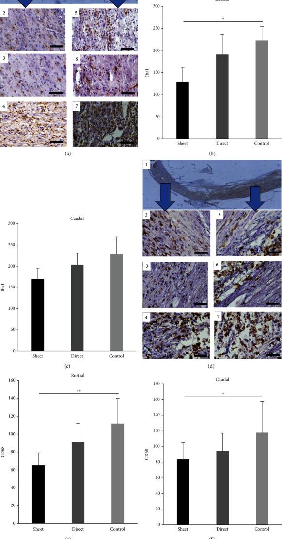 https://cdn.ncbi.nlm.nih.gov/pmc/blobs/a6d4/8285204/3ee28bc9ea8f/SCI2021-9964877.004.jpg