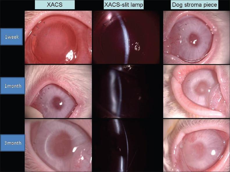 https://cdn.ncbi.nlm.nih.gov/pmc/blobs/a6df/4834011/12c1c2cc34b8/CMJ-128-933-g003.jpg