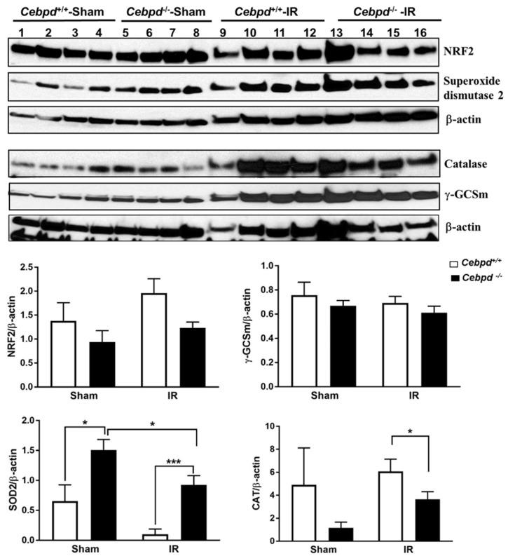 https://cdn.ncbi.nlm.nih.gov/pmc/blobs/a6e0/6412914/d32f7e32a2de/ijms-20-00885-g007.jpg