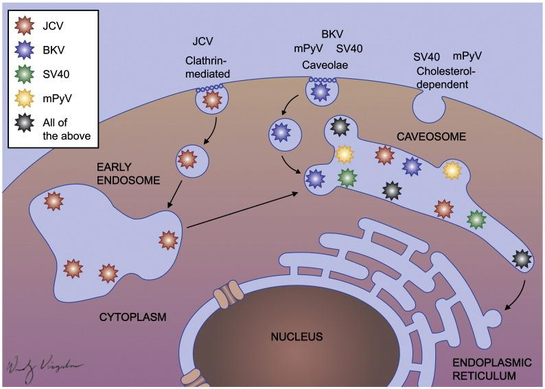 https://cdn.ncbi.nlm.nih.gov/pmc/blobs/a6e8/7103381/7f7cc109c5a5/gr2_lrg.jpg