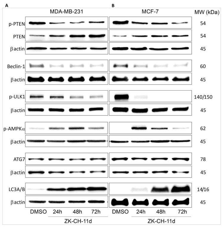 https://cdn.ncbi.nlm.nih.gov/pmc/blobs/a6e9/8953149/21fdcccbb02f/pharmaceutics-14-00503-g016.jpg