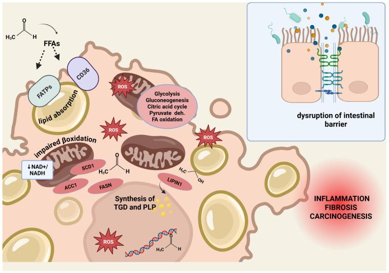 https://cdn.ncbi.nlm.nih.gov/pmc/blobs/a6eb/12347242/b5d2d2063676/ijms-26-07345-g002.jpg