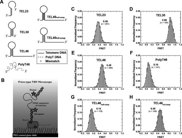 https://cdn.ncbi.nlm.nih.gov/pmc/blobs/a6eb/5887506/6c0110d248c1/gky117fig4.jpg