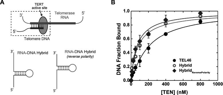 https://cdn.ncbi.nlm.nih.gov/pmc/blobs/a6eb/5887506/9d94ec2ca17c/gky117fig6.jpg