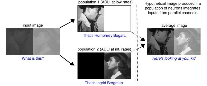 https://cdn.ncbi.nlm.nih.gov/pmc/blobs/a6ed/4972542/0405934b663d/elife-16039-fig6-figsupp3.jpg