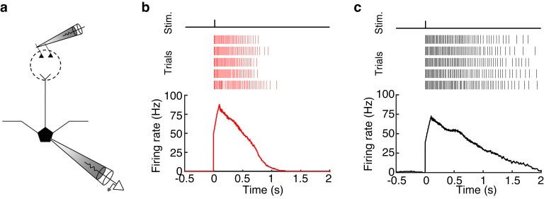 https://cdn.ncbi.nlm.nih.gov/pmc/blobs/a6ed/4972542/68a4a8a578fc/elife-16039-fig2-figsupp1.jpg
