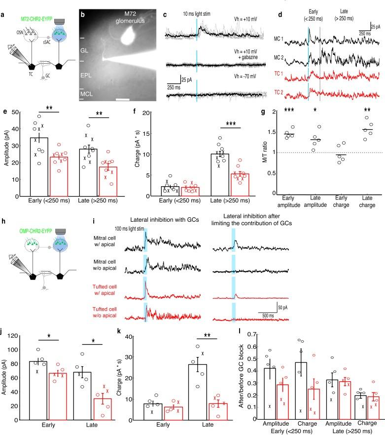 https://cdn.ncbi.nlm.nih.gov/pmc/blobs/a6ed/4972542/83fcb3005833/elife-16039-fig1.jpg