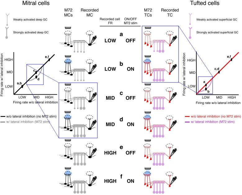https://cdn.ncbi.nlm.nih.gov/pmc/blobs/a6ed/4972542/a0258ce1c93e/elife-16039-fig4-figsupp2.jpg