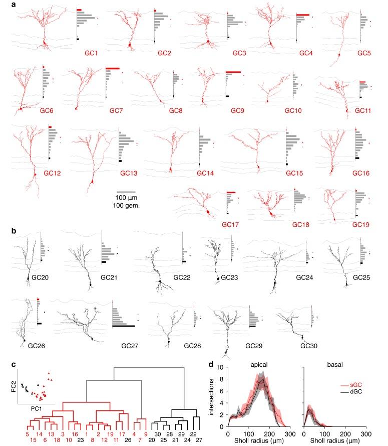 https://cdn.ncbi.nlm.nih.gov/pmc/blobs/a6ed/4972542/b34231066581/elife-16039-fig4-figsupp1.jpg