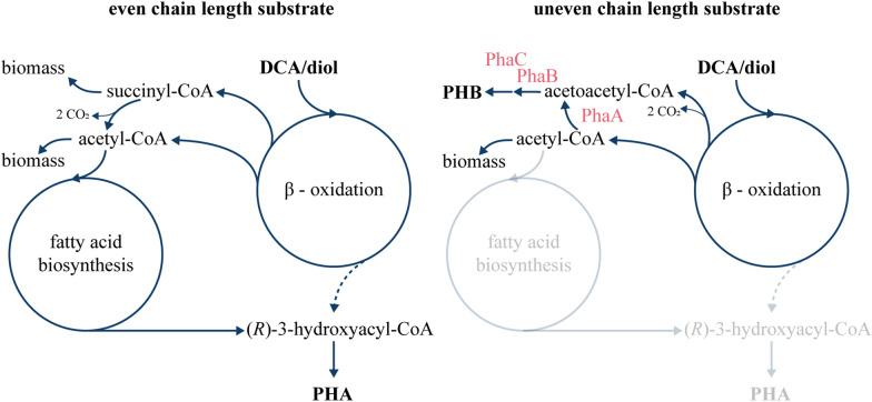 https://cdn.ncbi.nlm.nih.gov/pmc/blobs/a6ef/10870600/0e2f9e721a01/12934_2024_2310_Fig6_HTML.jpg