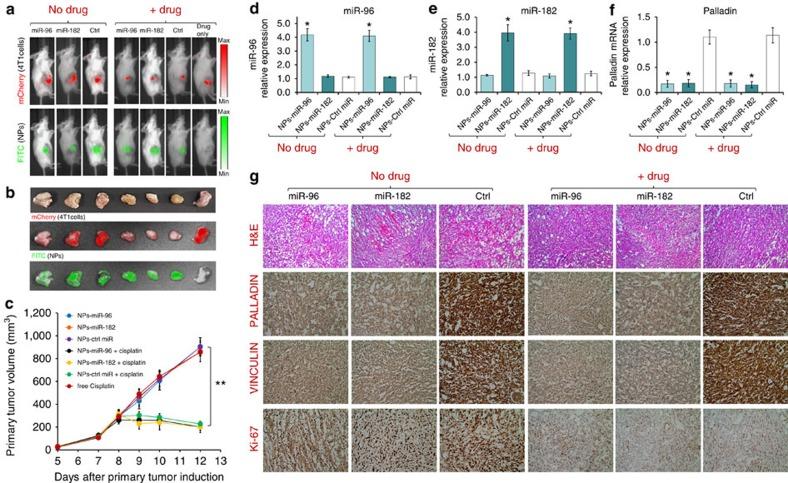 https://cdn.ncbi.nlm.nih.gov/pmc/blobs/a6f0/5031803/193bd827df07/ncomms12868-f6.jpg
