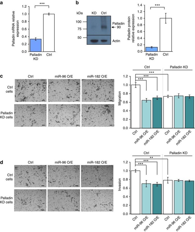 https://cdn.ncbi.nlm.nih.gov/pmc/blobs/a6f0/5031803/644ee6b32d42/ncomms12868-f4.jpg
