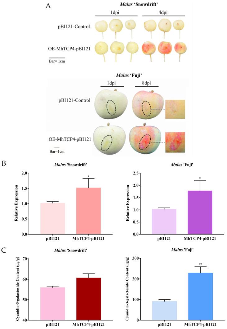 https://cdn.ncbi.nlm.nih.gov/pmc/blobs/a6f4/9409405/b209798aa8b6/ijms-23-09051-g005a.jpg