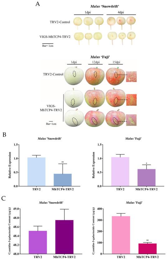 https://cdn.ncbi.nlm.nih.gov/pmc/blobs/a6f4/9409405/d2a6b2738be4/ijms-23-09051-g006a.jpg