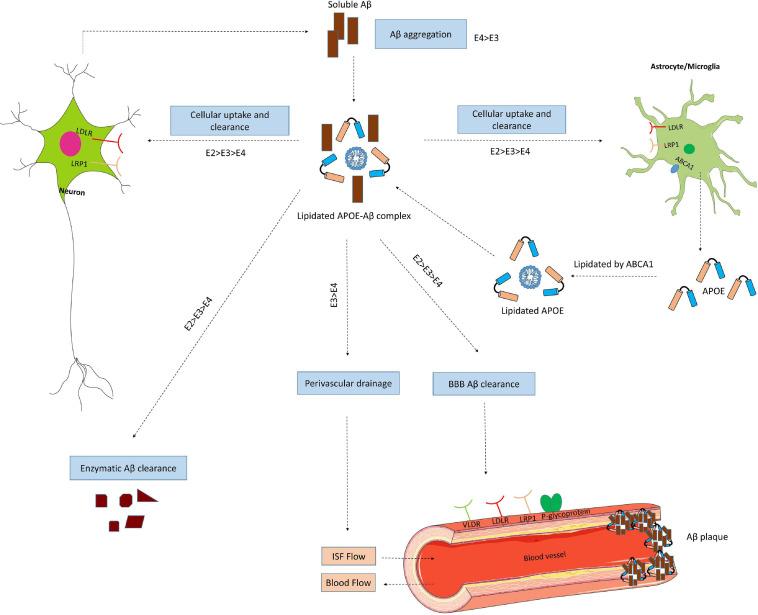 https://cdn.ncbi.nlm.nih.gov/pmc/blobs/a6f5/7925634/ca115b0873e5/fnins-15-630502-g004.jpg