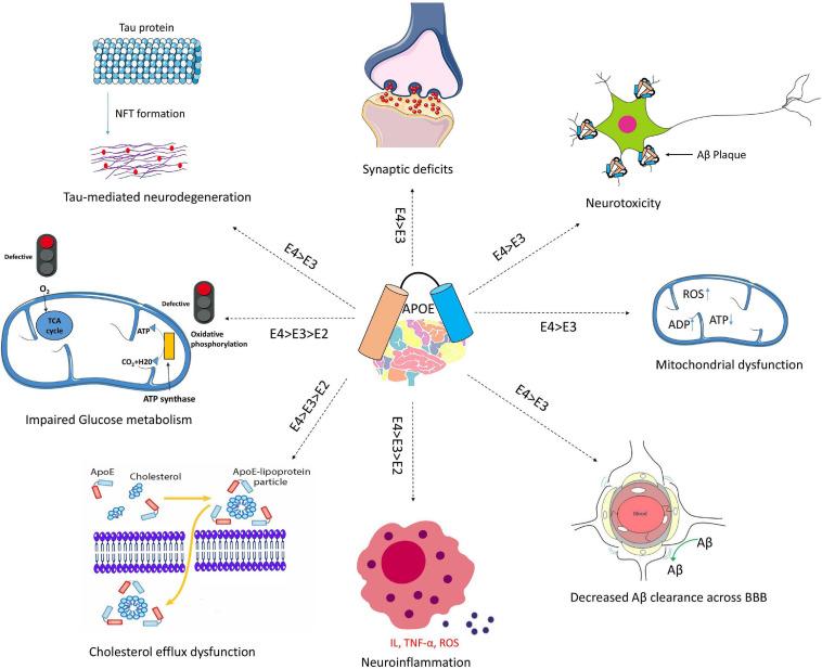 https://cdn.ncbi.nlm.nih.gov/pmc/blobs/a6f5/7925634/e01f32d1f138/fnins-15-630502-g003.jpg