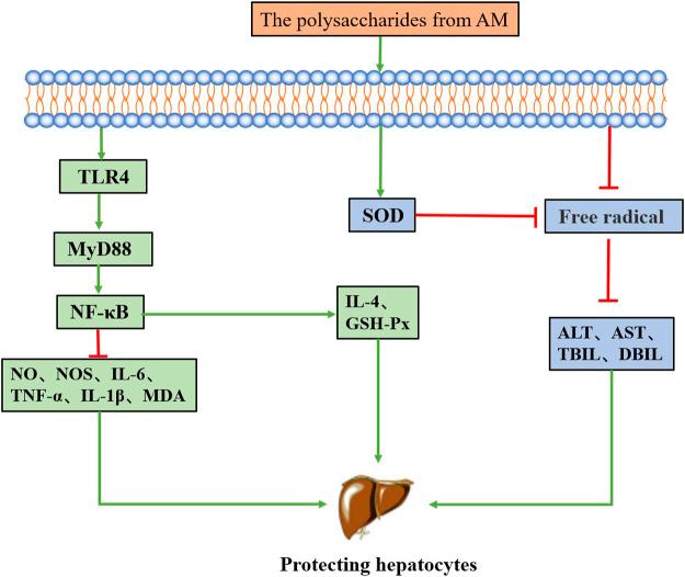 https://cdn.ncbi.nlm.nih.gov/pmc/blobs/a6f8/9452894/0648e0c5e8cc/fphar-13-952061-g004.jpg