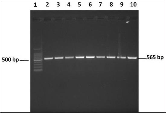 https://cdn.ncbi.nlm.nih.gov/pmc/blobs/a6f9/6515832/18e9eab95232/VetWorld-12-609-g001.jpg