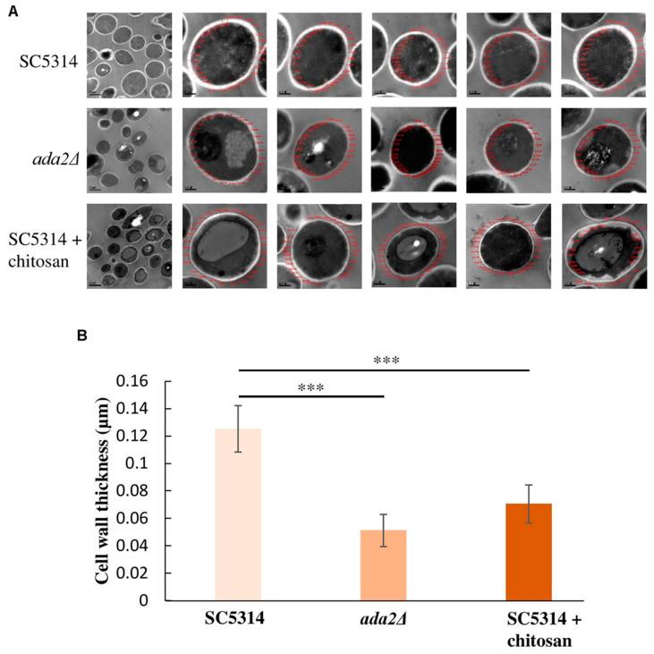 https://cdn.ncbi.nlm.nih.gov/pmc/blobs/a6fb/11274442/0bd4162d7268/biomimetics-09-00425-g005.jpg