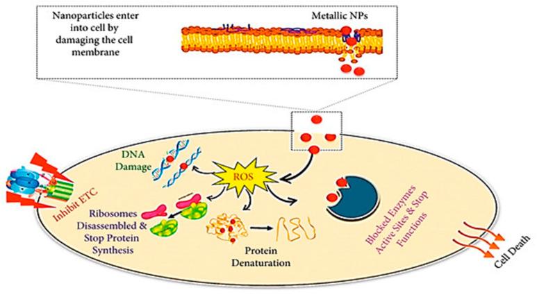 https://cdn.ncbi.nlm.nih.gov/pmc/blobs/a6fb/11274442/ff1c38470356/biomimetics-09-00425-g007.jpg