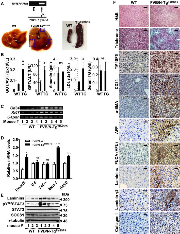 https://cdn.ncbi.nlm.nih.gov/pmc/blobs/a6fd/11072545/33dd8c44388d/18_2021_4051_Fig1_HTML.jpg