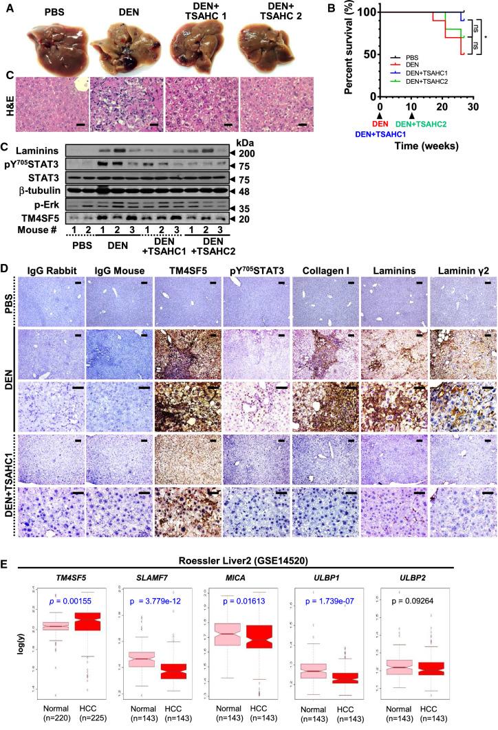https://cdn.ncbi.nlm.nih.gov/pmc/blobs/a6fd/11072545/8905fa94c469/18_2021_4051_Fig6_HTML.jpg