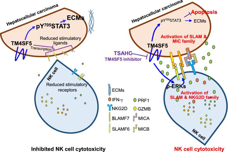 https://cdn.ncbi.nlm.nih.gov/pmc/blobs/a6fd/11072545/ffe2ca055ca6/18_2021_4051_Fig7_HTML.jpg