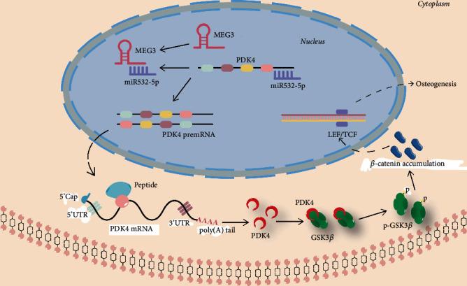 https://cdn.ncbi.nlm.nih.gov/pmc/blobs/a703/9908332/0b1aaff377a5/OMCL2023-3563663.008.jpg