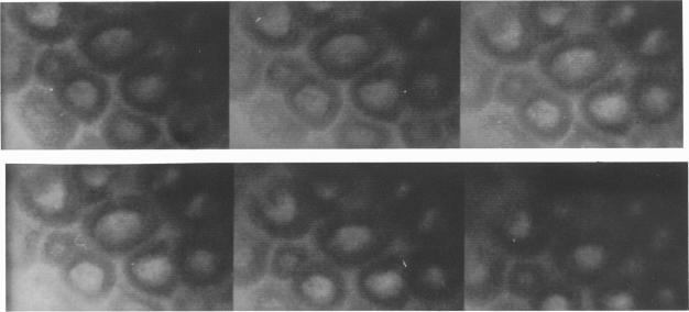 https://cdn.ncbi.nlm.nih.gov/pmc/blobs/a704/1156587/929c47e88a86/jphysiol00312-0201-a.jpg