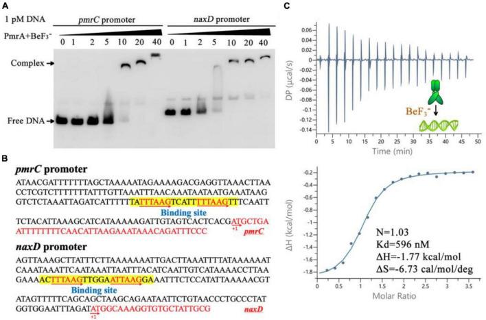 https://cdn.ncbi.nlm.nih.gov/pmc/blobs/a706/10927774/313ffbfab5d9/fmicb-15-1293990-g005.jpg