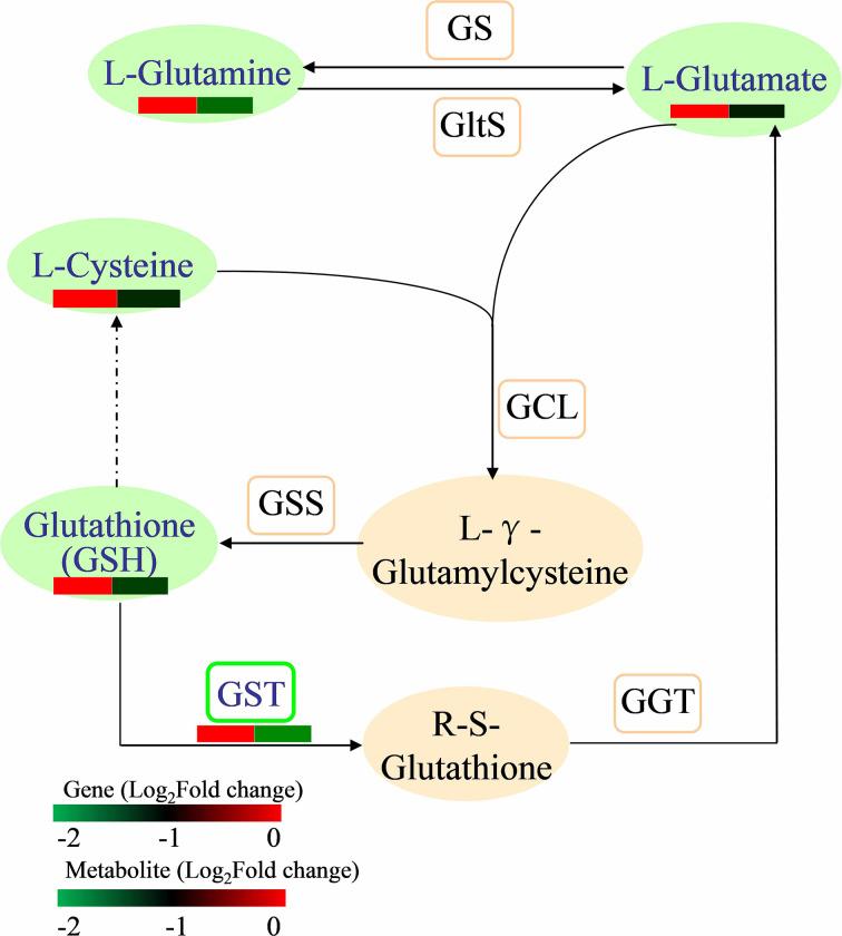 https://cdn.ncbi.nlm.nih.gov/pmc/blobs/a70b/11223333/5c9b3ec4c96a/12864_2024_10549_Fig8_HTML.jpg