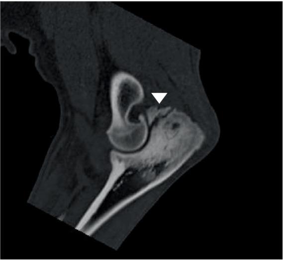 https://cdn.ncbi.nlm.nih.gov/pmc/blobs/a70c/11144893/5b4b978ccb31/fvets-11-1193702-g006.jpg