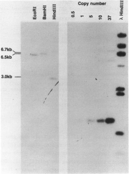 https://cdn.ncbi.nlm.nih.gov/pmc/blobs/a70c/311748/fcfff97a9a1d/nar00287-0100-a.jpg