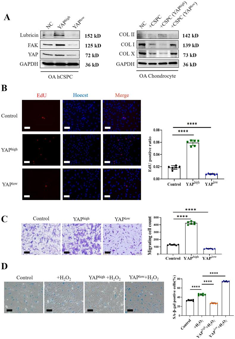 https://cdn.ncbi.nlm.nih.gov/pmc/blobs/a70e/11137389/09126ca1c69f/gr3.jpg