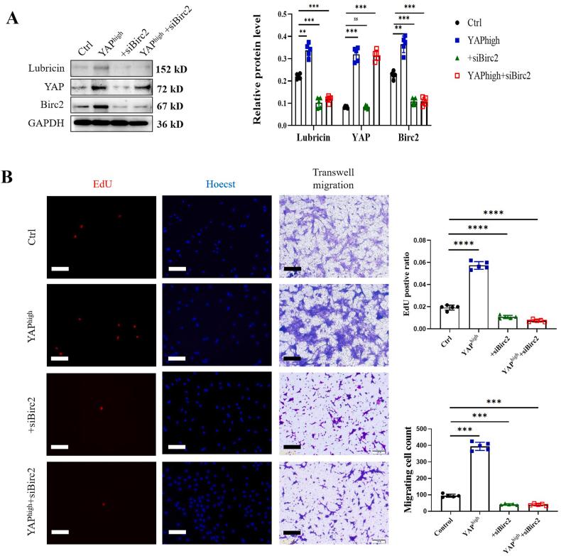 https://cdn.ncbi.nlm.nih.gov/pmc/blobs/a70e/11137389/93fb1bad64c9/gr7.jpg