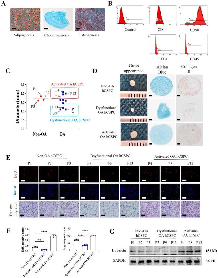 https://cdn.ncbi.nlm.nih.gov/pmc/blobs/a70e/11137389/d25e78b52cf3/gr1.jpg