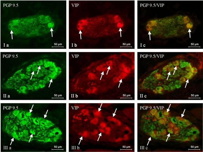 https://cdn.ncbi.nlm.nih.gov/pmc/blobs/a710/8190307/85af1acf5828/41598_2021_91529_Fig1_HTML.jpg
