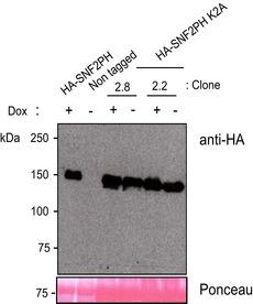 https://cdn.ncbi.nlm.nih.gov/pmc/blobs/a718/6893287/8f59a52e5a31/EMBR-20-e48029-g005.jpg