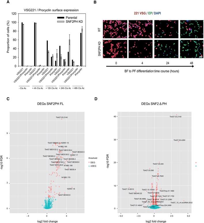 https://cdn.ncbi.nlm.nih.gov/pmc/blobs/a718/6893287/e57f70061c4a/EMBR-20-e48029-g007.jpg