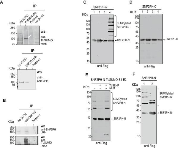 https://cdn.ncbi.nlm.nih.gov/pmc/blobs/a718/6893287/fc26f7d31ffc/EMBR-20-e48029-g004.jpg