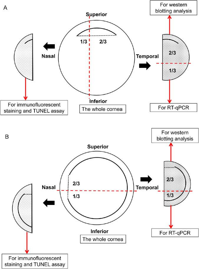 https://cdn.ncbi.nlm.nih.gov/pmc/blobs/a718/7405797/de1dc790b616/iovs-61-5-55-f002.jpg