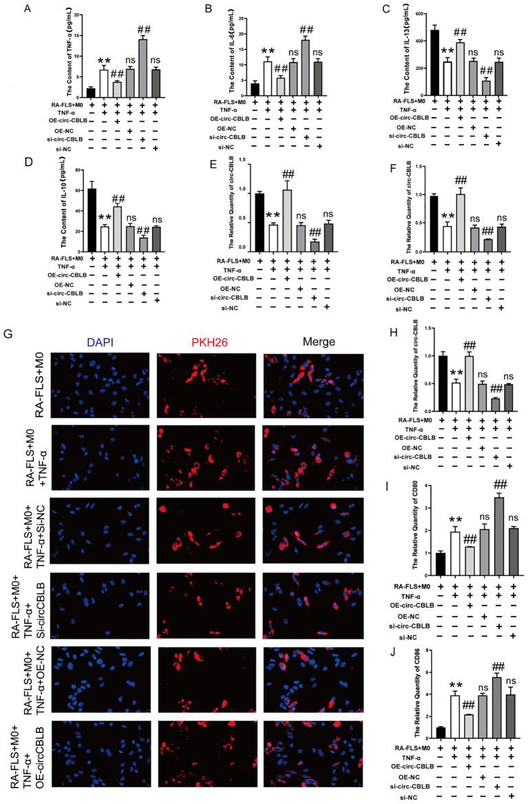 https://cdn.ncbi.nlm.nih.gov/pmc/blobs/a71b/12310475/25708d1b5c80/fimmu-16-1627389-g004.jpg