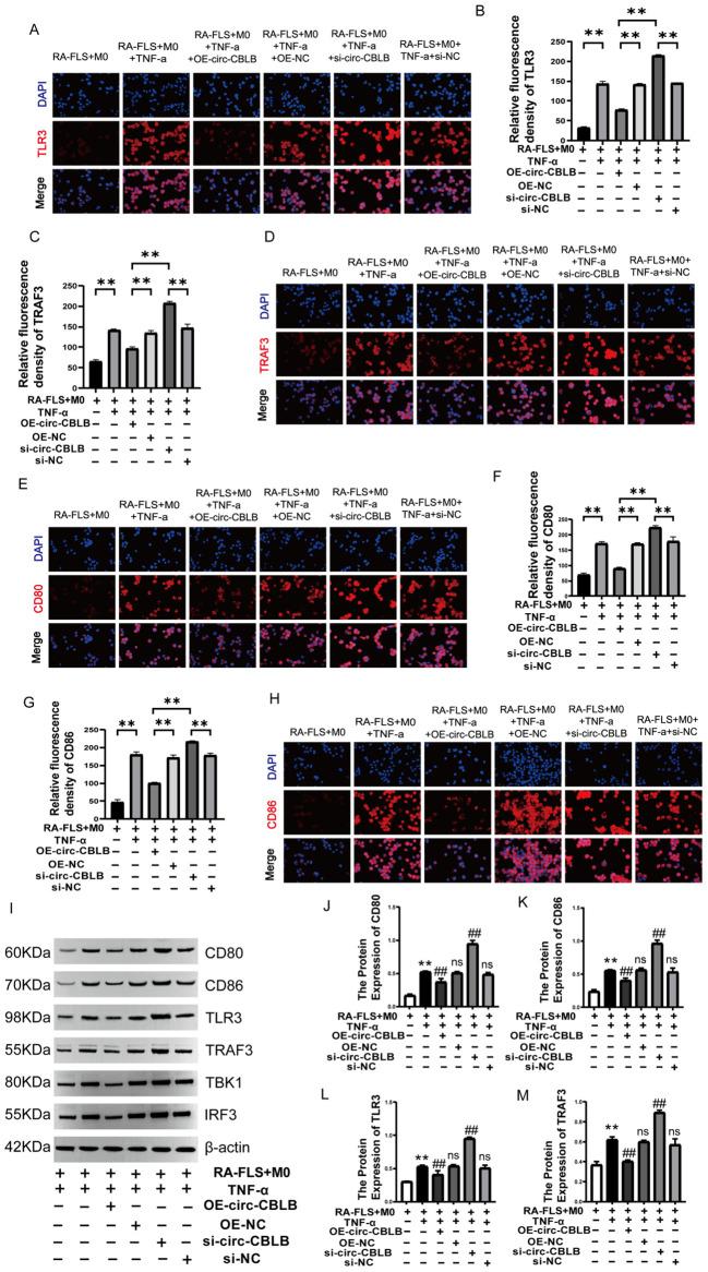 https://cdn.ncbi.nlm.nih.gov/pmc/blobs/a71b/12310475/479360ba102e/fimmu-16-1627389-g006.jpg