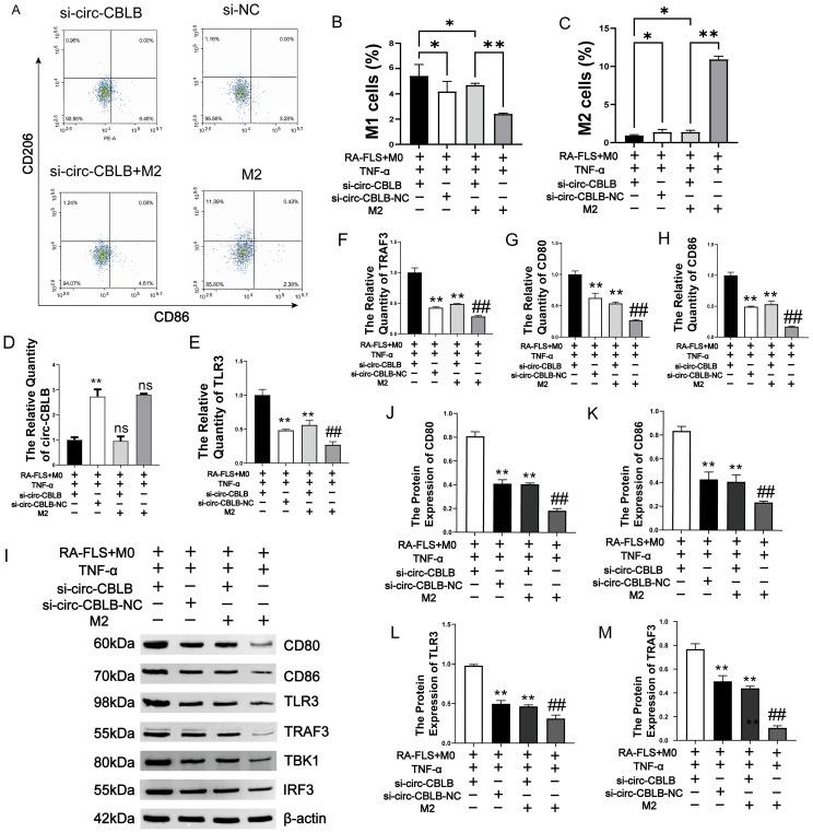 https://cdn.ncbi.nlm.nih.gov/pmc/blobs/a71b/12310475/fac0b5b790a1/fimmu-16-1627389-g008.jpg