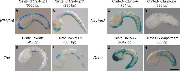 https://cdn.ncbi.nlm.nih.gov/pmc/blobs/a71e/7710358/148981c50766/elife-59157-fig3.jpg