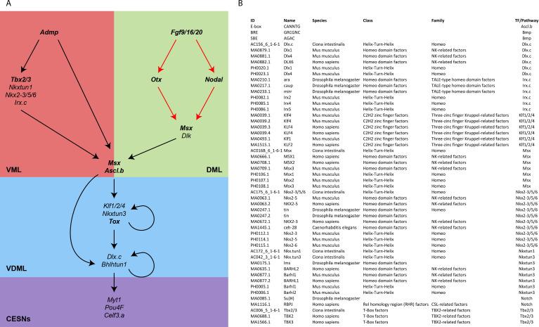 https://cdn.ncbi.nlm.nih.gov/pmc/blobs/a71e/7710358/23b2406659d8/elife-59157-fig1-figsupp1.jpg