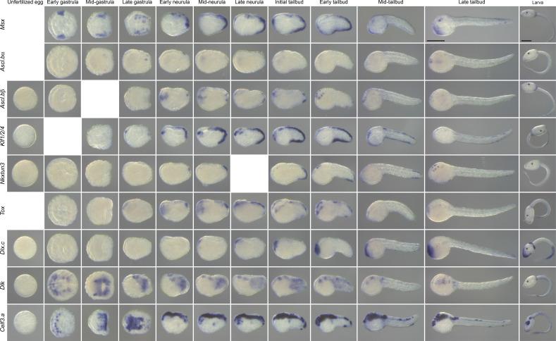 https://cdn.ncbi.nlm.nih.gov/pmc/blobs/a71e/7710358/31b2f386de59/elife-59157-fig8-figsupp1.jpg
