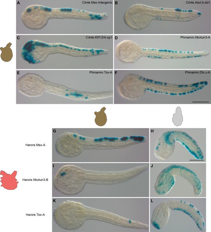 https://cdn.ncbi.nlm.nih.gov/pmc/blobs/a71e/7710358/48c52d17944e/elife-59157-fig9.jpg