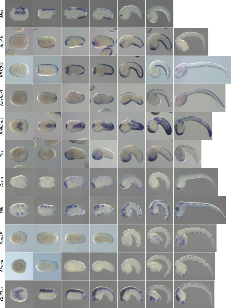 https://cdn.ncbi.nlm.nih.gov/pmc/blobs/a71e/7710358/6cef809b52ff/elife-59157-fig4-figsupp1.jpg
